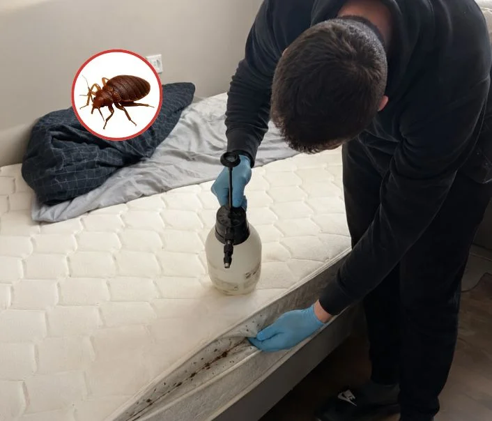 Technicien traitant un matelas contre les punaises de lit à Annet-sur-Marne